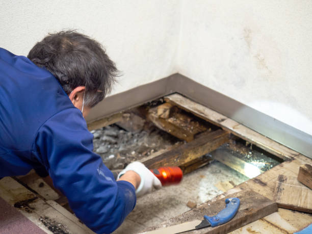 Office Mold Removal Services in Plum, PA