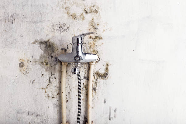 Mold Removal Process in Plum, PA