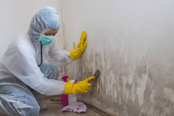 Best Attic Mold Removal  in Plum, PA