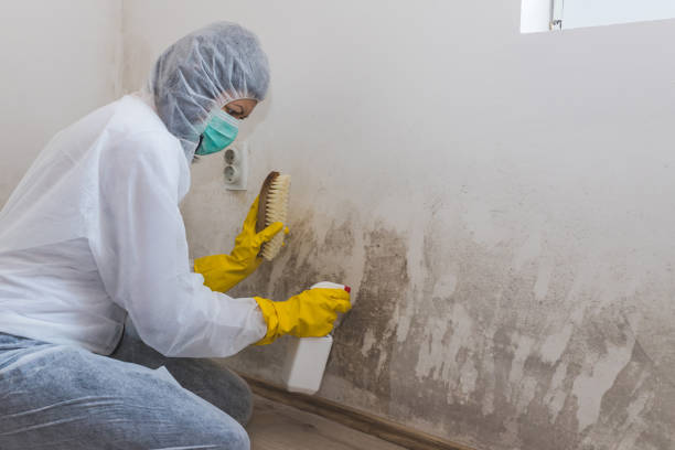 Best Emergency Mold Removal  in Plum, PA