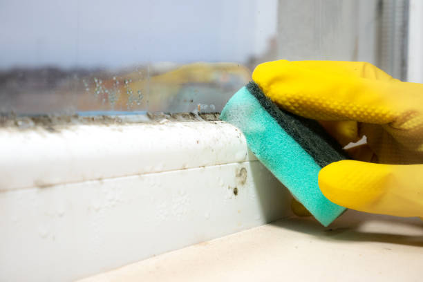 Plum, PA Mold Removal Company