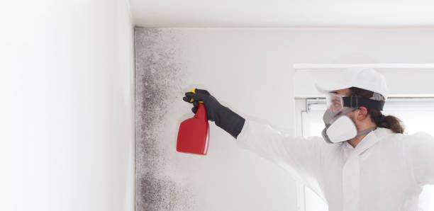Best Mold Remediation Experts  in Plum, PA