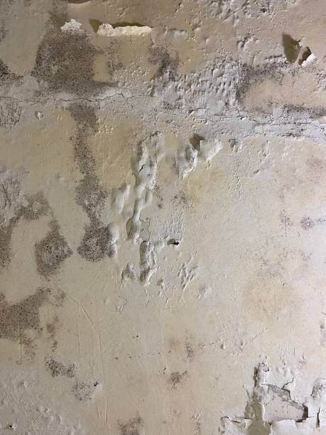 Best Mold Cleaning Services  in Plum, PA