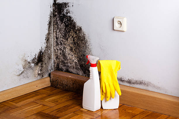 Best Professional Mold Removal  in Plum, PA