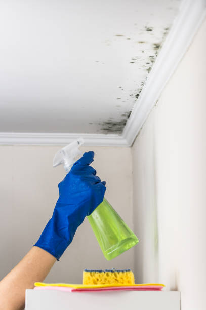 Best Commercial Mold Removal  in Plum, PA